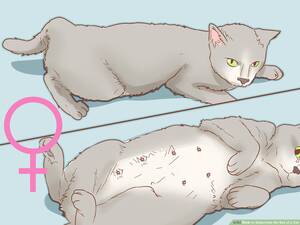 Man Fuck Female Cat Pussy - How to Determine the Sex of a Cat: 7 Steps (with Pictures)