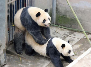 Asian Panda Porn - Desperate Times: Non-Horny Pandas Are Being Shown Panda Porn To Make Them  Bone, Ensure Survival Of Species | Barstool Sports