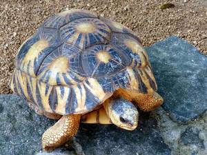 Marlin Madagascar Porn - Radiated Tortoise Astrochelys radiate from Madagascar
