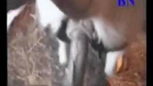 Man Fucks Goat - he goat Animal Porn