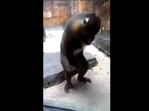Monkey Porn Bestiality - Fun zoophilia porn video captured by zoo helper of a monkey vigorously  masturbating alone - LuxureTV