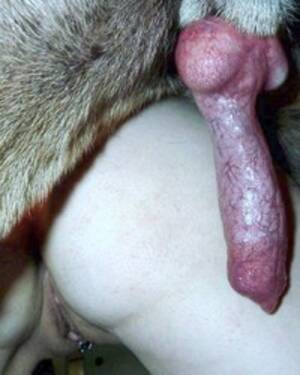 Doggie Cock - Dog Cock - Full Size HQ Photo Album - Bestialitylovers - Watch Free Porn  Video
