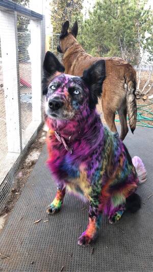 Australian Shepherd Furry Gay Porn - OC] My buddy's dog is a huge Lisa Frank fan â€¦ : r/pics