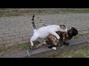 Cats Having Sex Porn - Inexperienced Young Male Cat Wants to Forcibly Mate with a Female Cat. -  YouTube