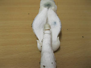 Ape Porn - here is pictures of some ape porn. this mushroom was not cut this way.  enjoy guys