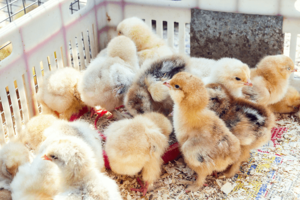 Baby Chicken Porn - Baby Chicks: The Definitive Care Guide - The Happy Chicken Coop