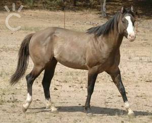 Equine Porn - A Splash Of Silver, Quarter Horse, Grulla Splash, Ee aa Dd