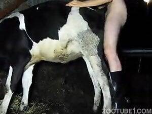 Cow Fucking Porn - Zoophilia Search Results for Cow
