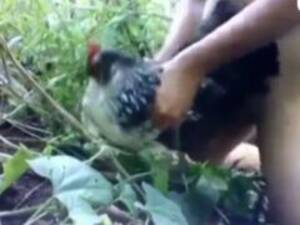 Chicken - Chicken porn - Zoo Xvideos