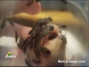 Bug Box Porn - Bugs Swarming Cock