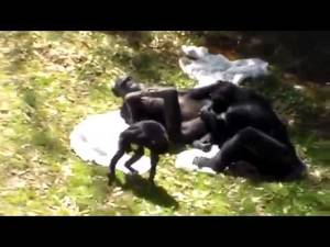 Monkeys Mating With Humans Sex - Monkey Mating ~ Chimpanzee Sex Tape