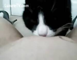Man Fucks Cat Porn - Cat guy - Extreme Porn Video - LuxureTV