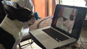 Funny French Porn - Augustus the French Bulldog caught watching puppy porn - Midas the French  Bulldog funny video