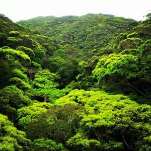 Japanese Jungle Porn - Okinawa Japan jungle