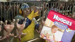 Forced Diapers - Why Chicken Factory Workers Are Forced To Wear Diapers