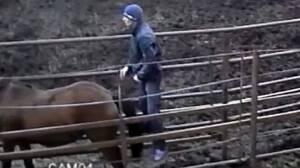 Man Has Sex With Mare - Furious girlfriend dumps partner after CCTV images 'show him having sex  with a horse' on farm - World News - Mirror Online