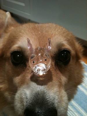 Corgi Porn - Yes, that is a glass pig with wings on Hazel's head