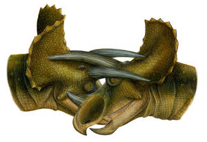 Furry Dinosaurs Porn Chomp - Triceratops