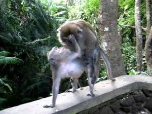 Monkey Porn - Monkey Porn