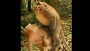 Monkey Sex - MONKEY SEX VIDEOS. - YouTube