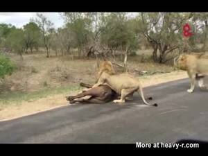 Lion Porno - Lions Mating Videos - Free Porn Videos