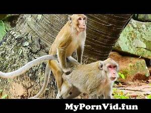 Monkey Love Porn - Young monkey Love Jane so much, he make Jane like him so much , Oh Yes  monkey. from à¤¬à¤‚à¤¦à¤° à¤ªà¤¶à¥ à¤¸à¥‡à¤•à¤¸ à¤¡à¤¾à¤‰à¤¨à¤²à¥‹ Watch Video - MyPornVid.fun