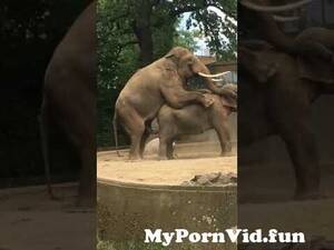 Elephant Fucks A Woman Porn - Romantic elephant f*ucking in The Zoo from elephat fucks a girl Watch Video  - MyPornVid.fun