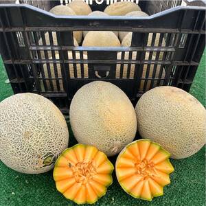 king sized melons - Cantaloupe Melon Information and Facts