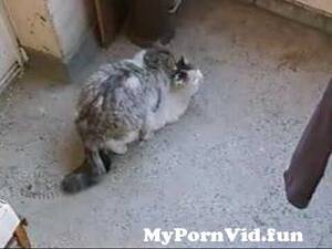 Cats Having Sex Porn - Cats Having Sex from kinkycaty Watch Video - MyPornVid.fun