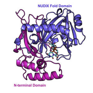 Girlsdoporn E193 - Human NUDT22 Is a UDP-Glucose/Galactose Hydrolase Exhibiting a Unique  Structural Fold - ScienceDirect