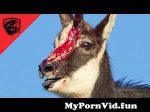 Anime Antelope Porn - â–» Eagle vs Mountain Goat- THE RAMBO GOAT - animal fight 2016 from vuclip  anima Watch Video - MyPornVid.fun