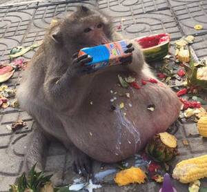 fat naked monkey - Tragic tale of Uncle Fatty the obese monkey who ate himself to death on  tourists' food after 'falling off the wagon' | The US Sun