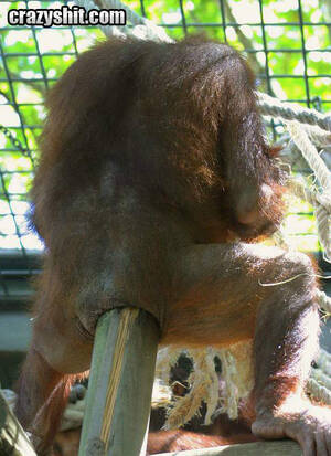 Monkey Sex Anal - CrazyShit.com | Orangutan Likes Anal - Crazy Shit