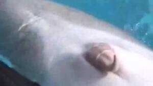 dolphin vagina cam - dolphin Animal Porn
