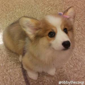 Corgi Porn - Find this Pin and more on Corgi porn by genelee710.