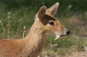 Dakota Skye Porn Ass - The official website of Great Himalayan National Park | A UNESCO World  Heritage