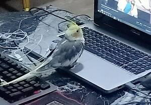 Bird Watching Porn - First time watching porn be like, ps this perla : r/cockatiel