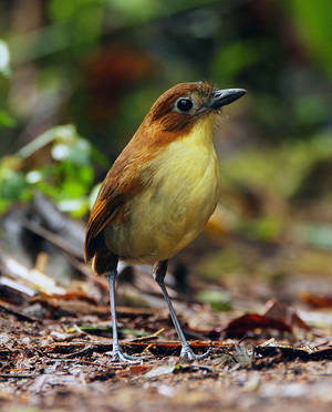 Bird Watching Porn - Steve Blain presents \