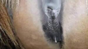 Mare Butt Porn - mare ass Animal Porn