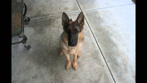 German Shepherd Furry Girl Porn - Time Lapse: Puppy to Adult in 40 seconds. Dunder photo a day. Year 1 -  YouTube