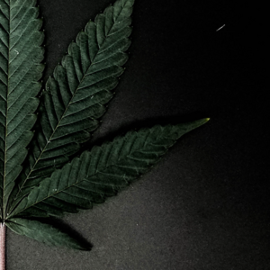 black anal weed - Anal Sex and Cannabis: What You Need to Know | GFH