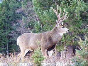 Elk Hunting Porn - Northern Hawgs V | Mule Deer and Mule Deer Hunting | Pinterest | Mule deer,  Mule deer hunting and Mule deer buck