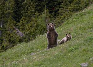 Grizzly Bear Porn - Toothy porn harms us all | Columns | idahostatejournal.com