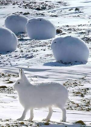 Arctic Hare Furry Porn - Arctic hares are very cute in a snowball type of way. : r/aww
