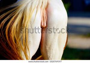 Mini Mare Pussy - Close Picture Mares Female Horse Vulva Stock Photo 1020769597 | Shutterstock
