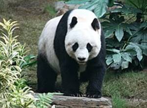 Anna Kou Porn - Giant panda - Wikipedia