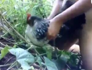 Chicken Porn Fuck - Man fucking chicken outdoors - Zoo Xvideos