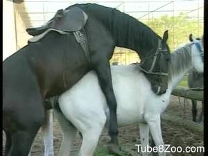 hores xxx black porn - Ultra hot chicks and big black horse in group farm Zoo XXX