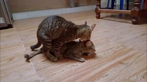 Cats Having Sex Porn - Cats having Sex - YouTube