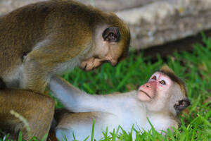 Monkeys Mating With Humans Sex - Macaque monkey sex, mating Stock Photo | Adobe Stock